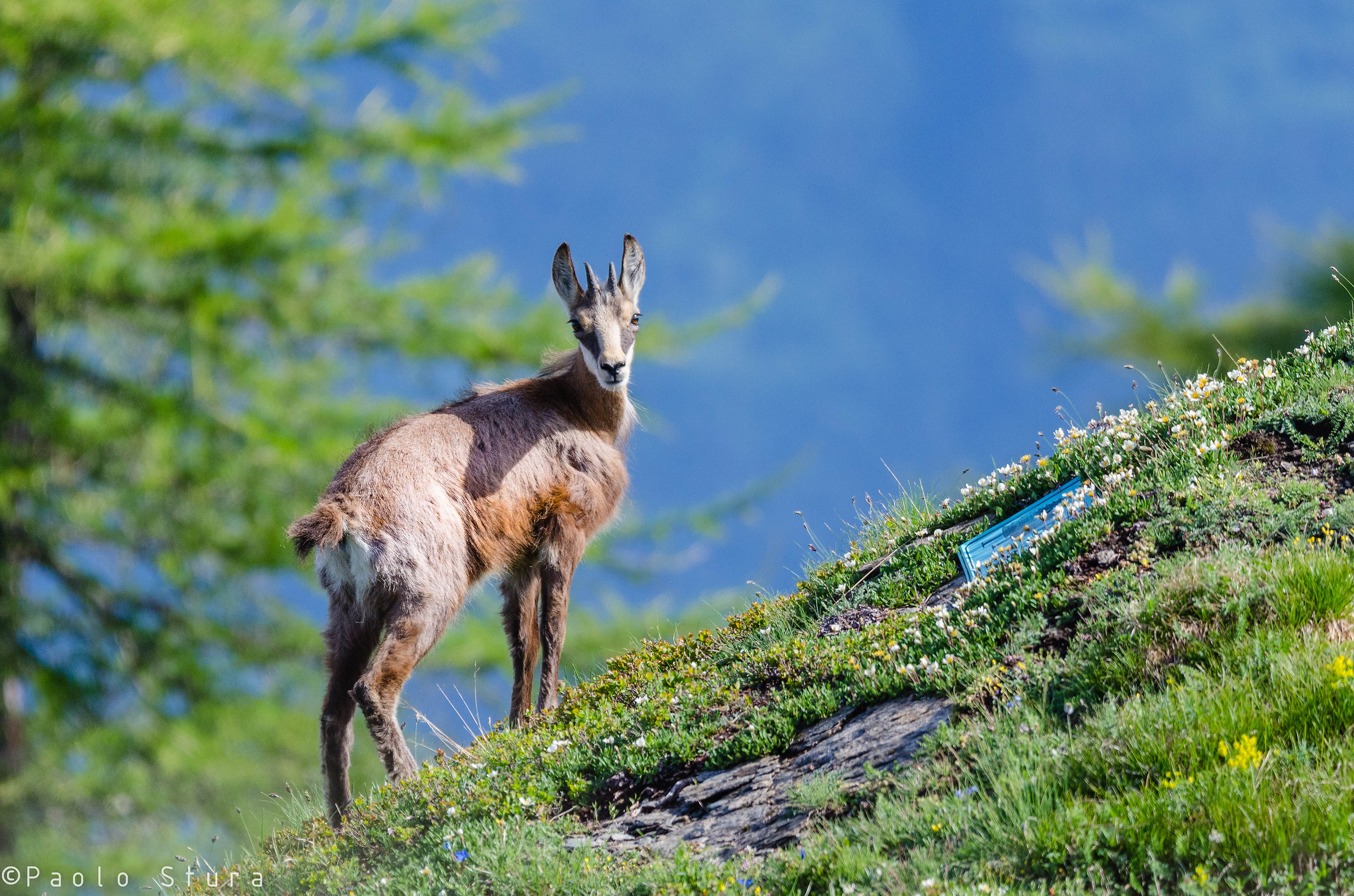 Chamois