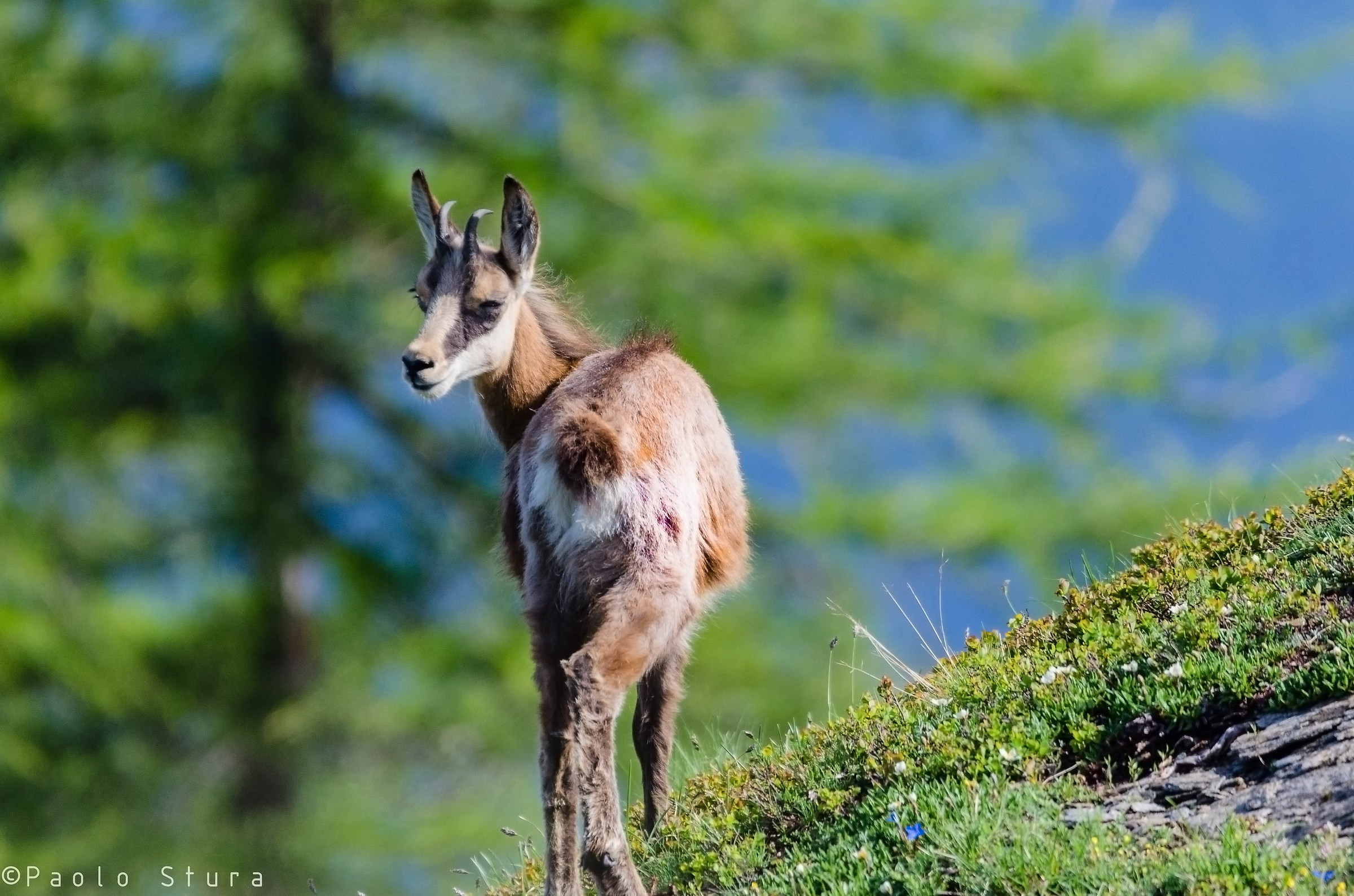 Chamois