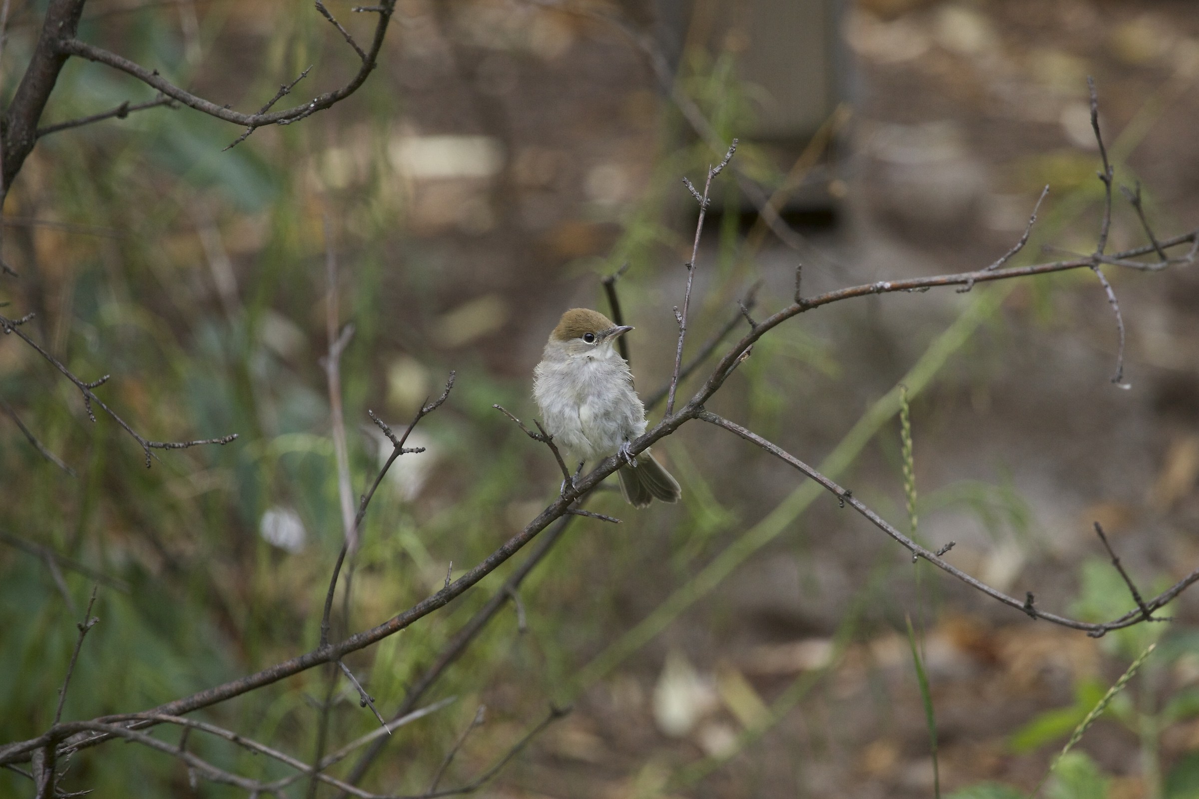 Una capinera spettinata
