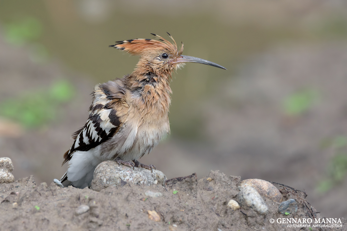 Hoopoe (Upupa epops)