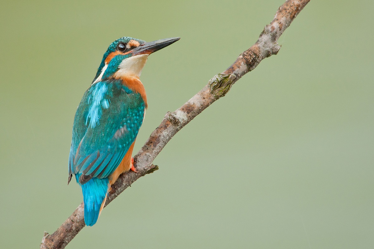 Kingfisher ... it starts to rain
