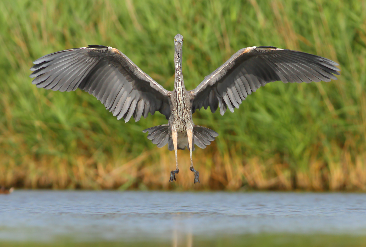 Grey Heron