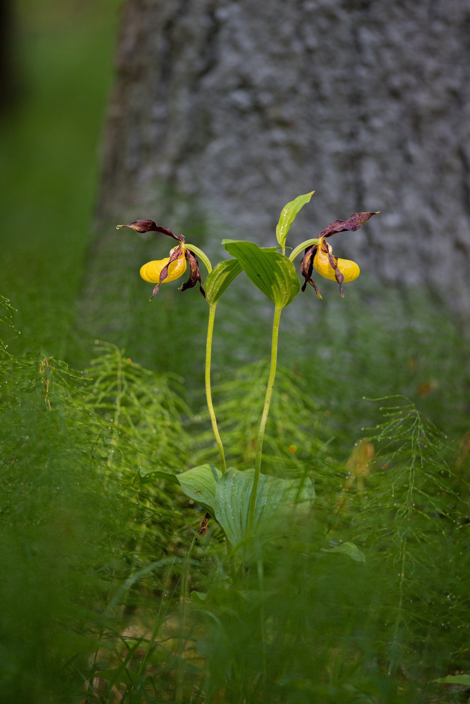 Scarpette della Madonna