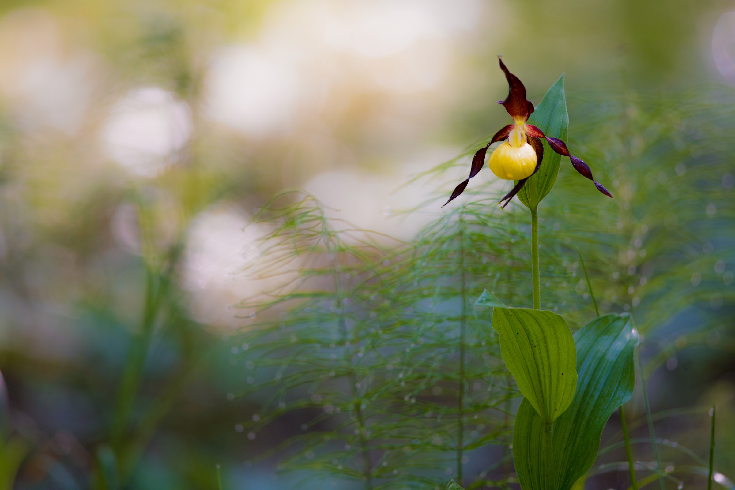 Scarpette della Madonna