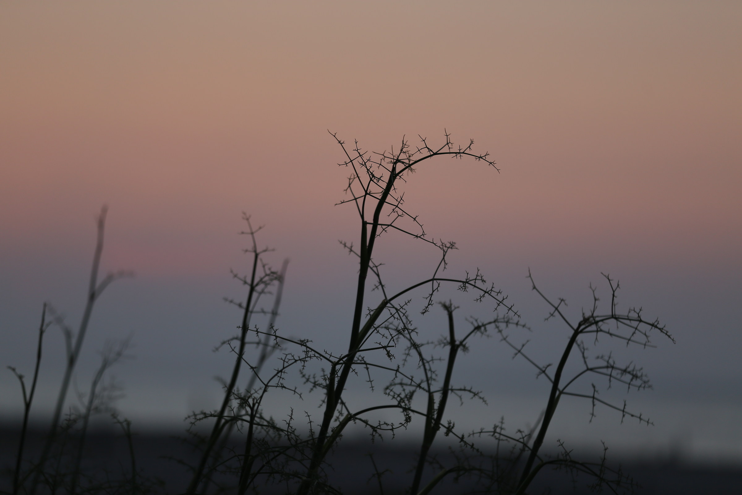 slender silhouette at sunset
