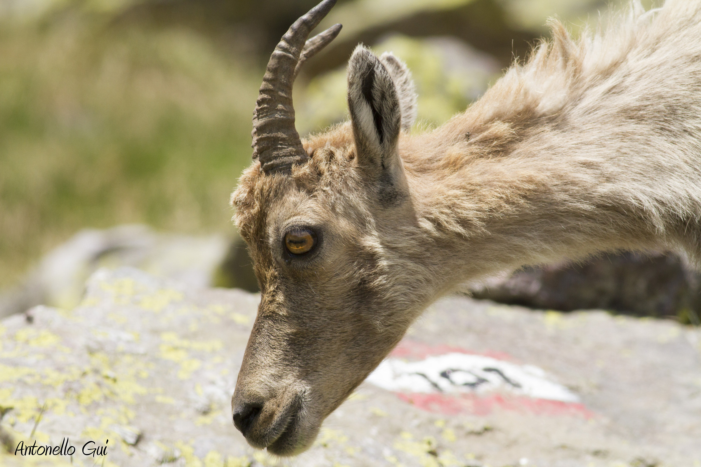 Young ibex orobico
