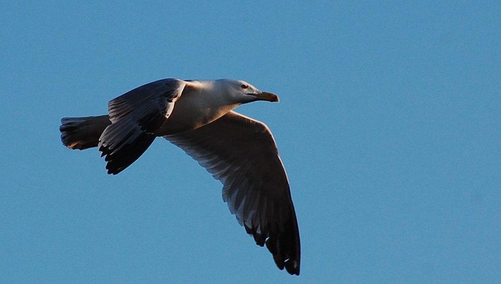 Gabbiano in alta quota