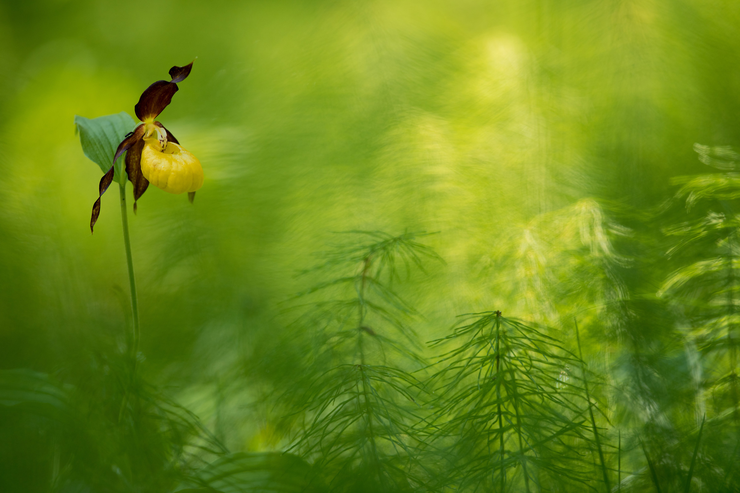 Scarpetta della Madonna