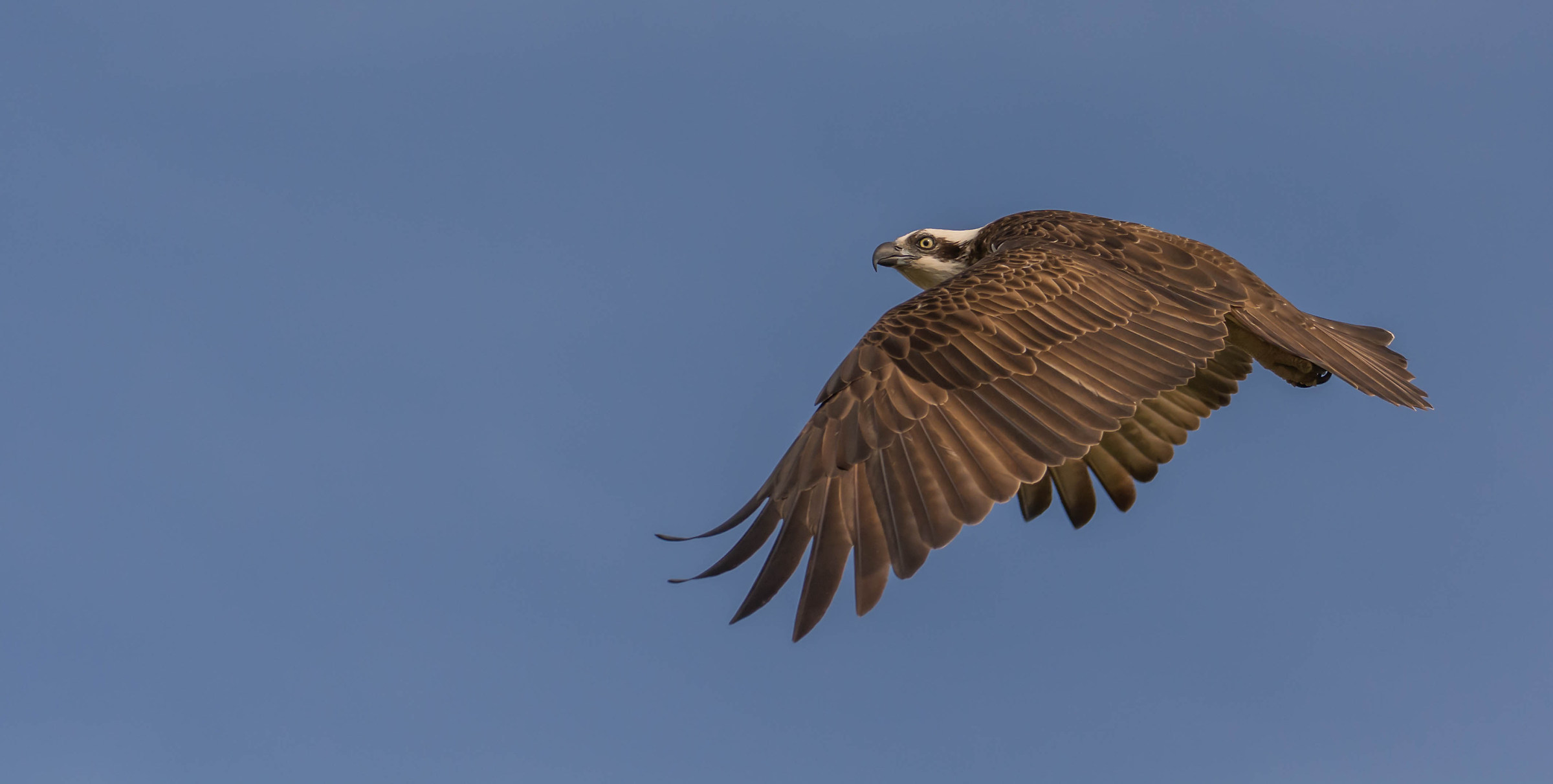 Prime ore del mattino battuta di pesca