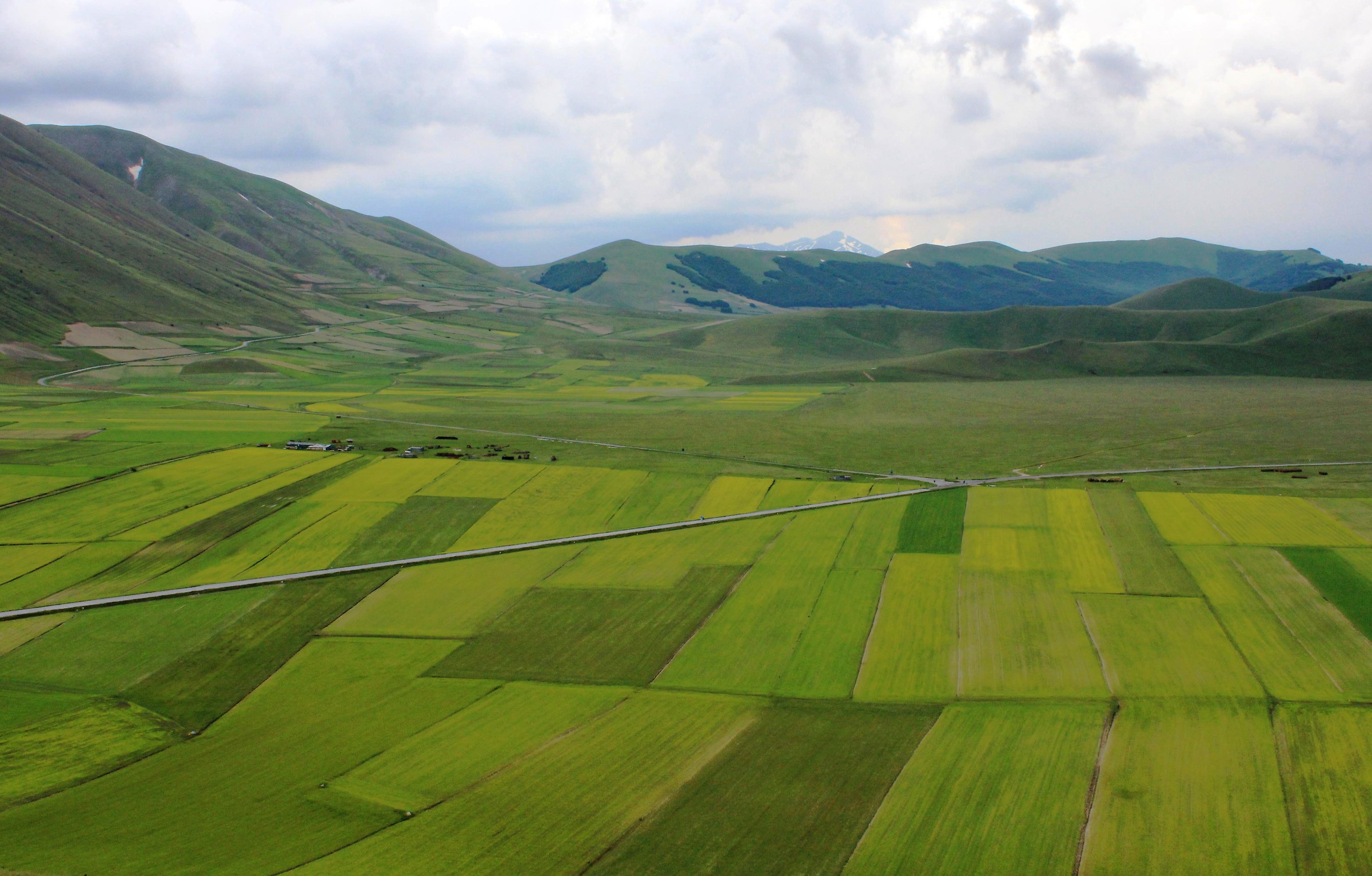 Castelluccio ... bicolor bloom ...