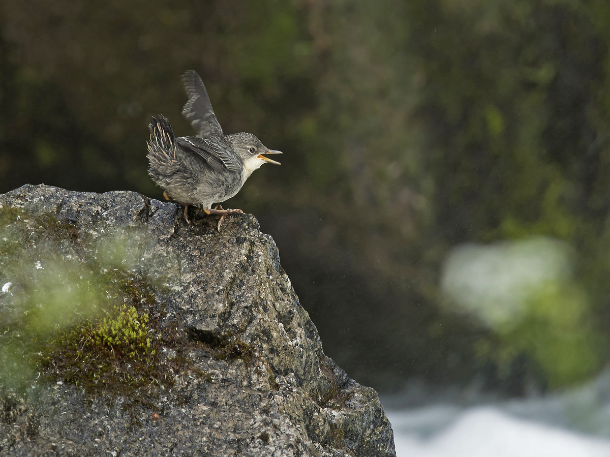 Young Dipper 2