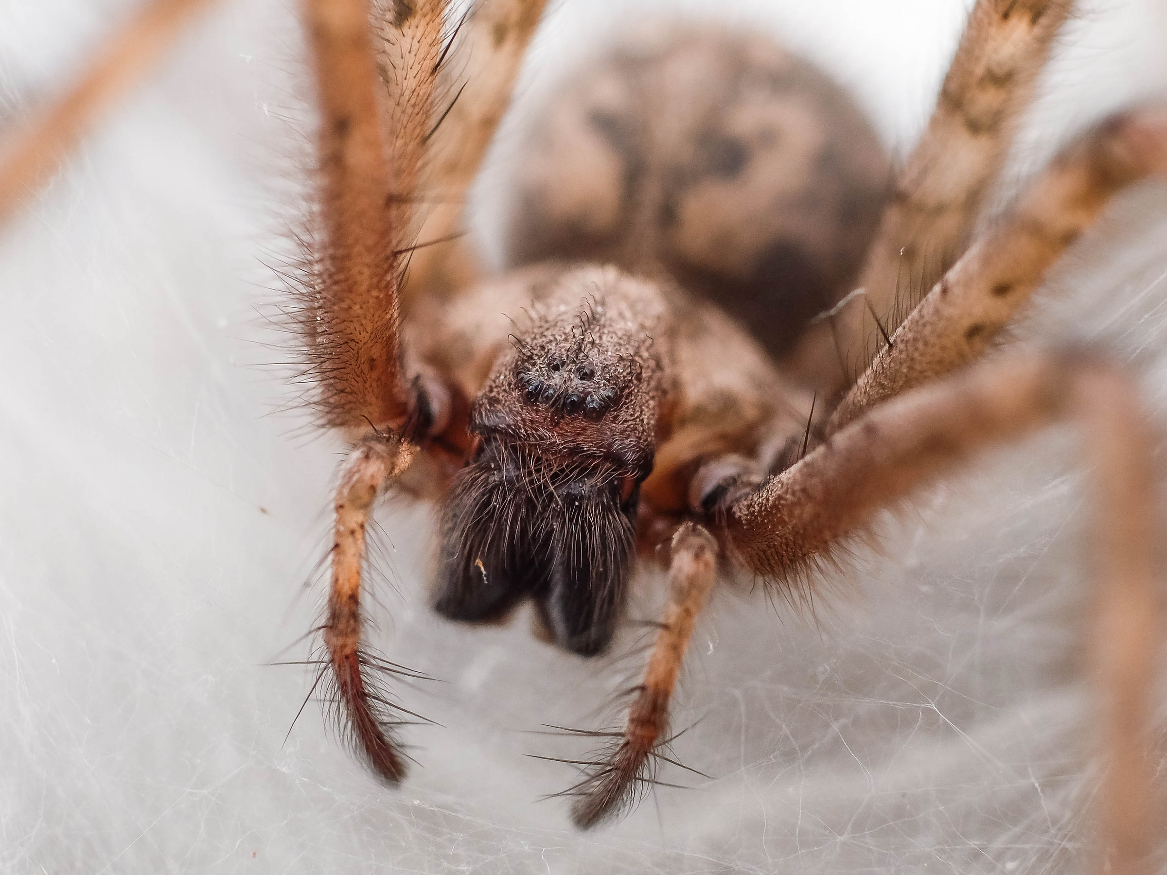 nella morsa del ragno