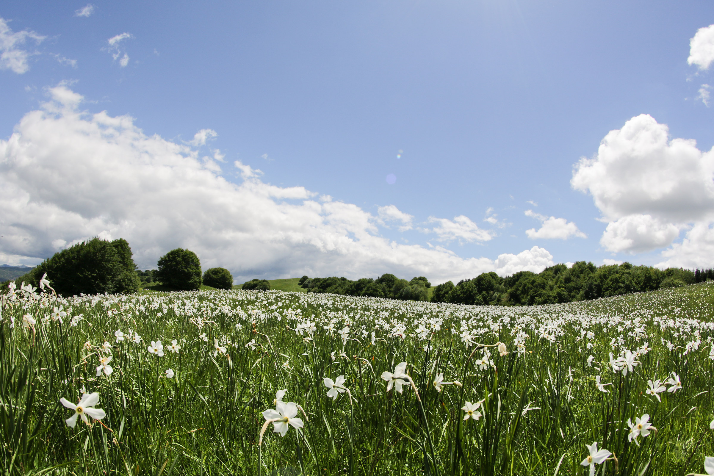 Sea of ??Daffodils