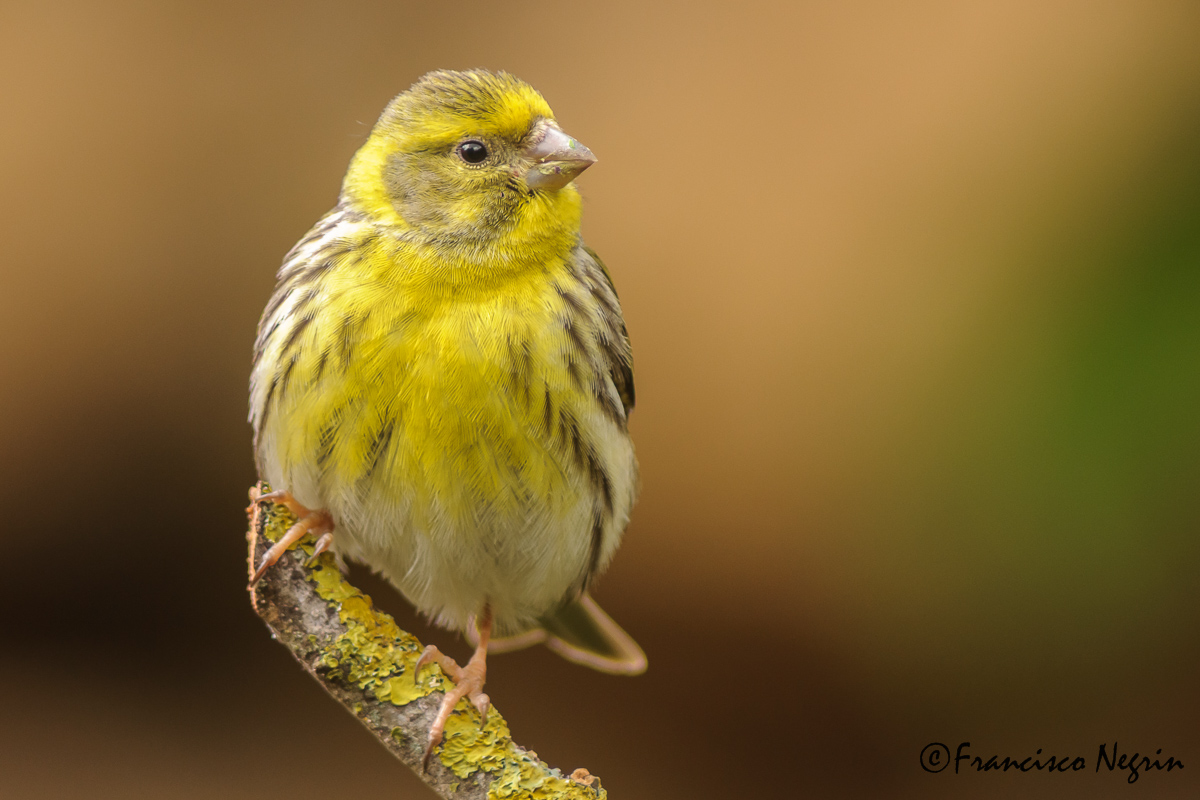 European serin.