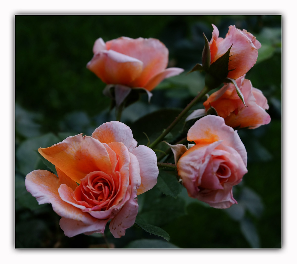 Romantic roses