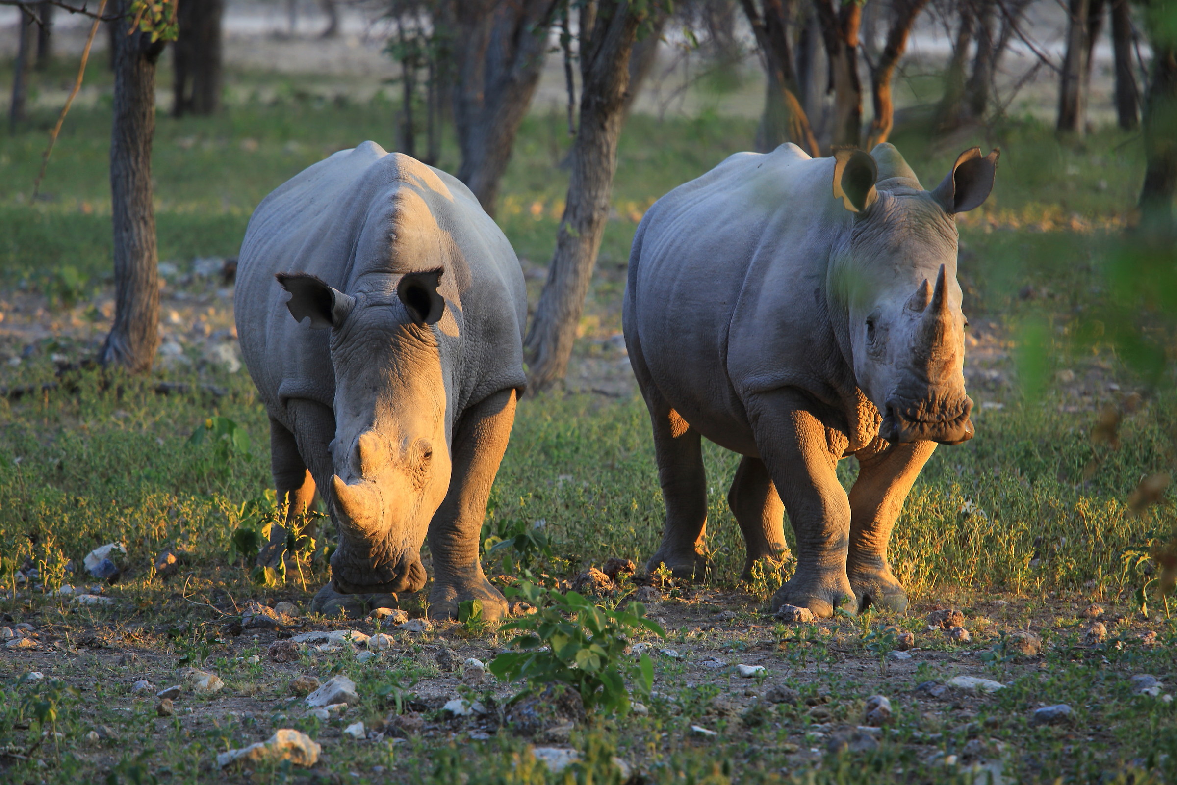 Il più a rischio estinzione per la stupidità u...