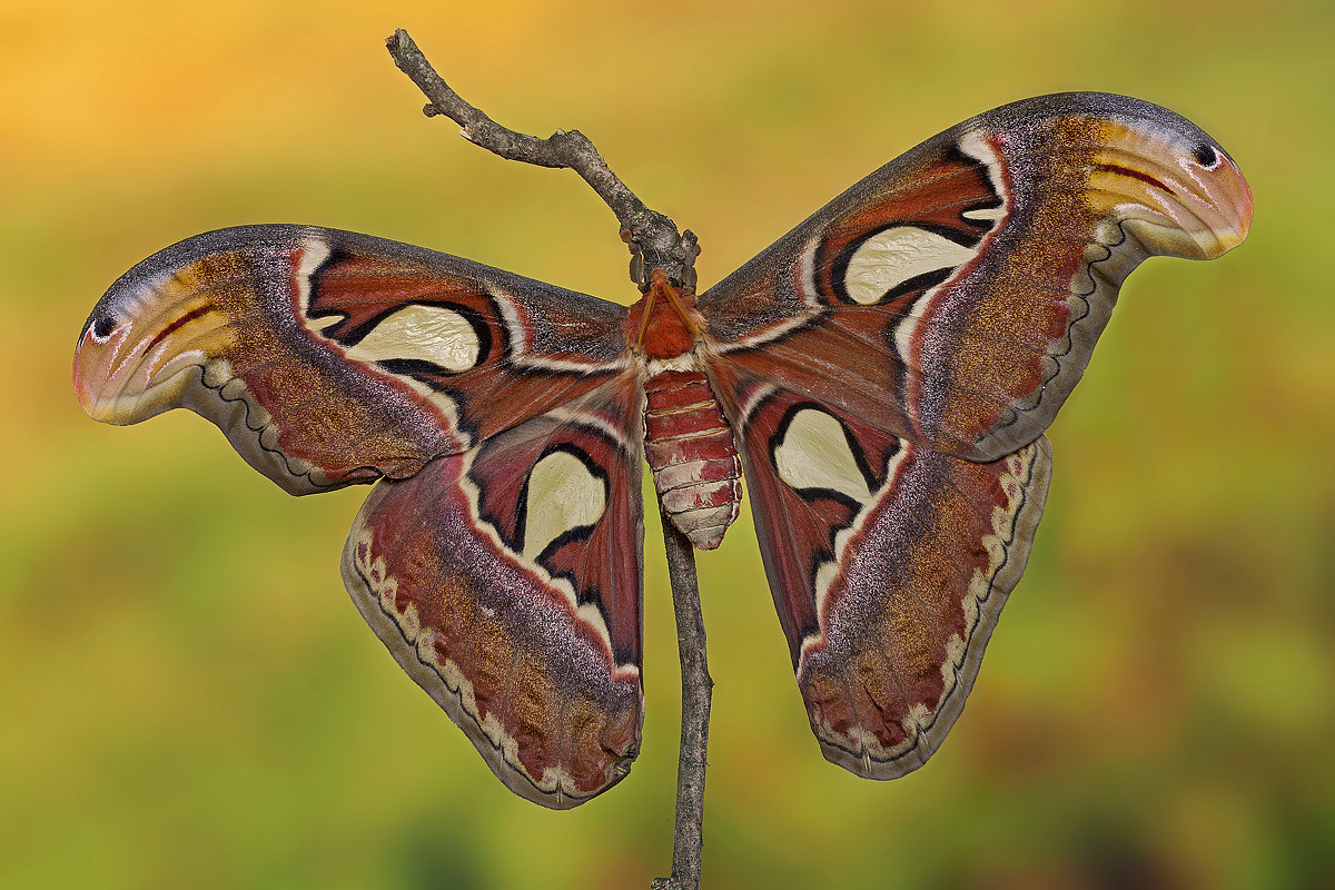 Attacus Atlas