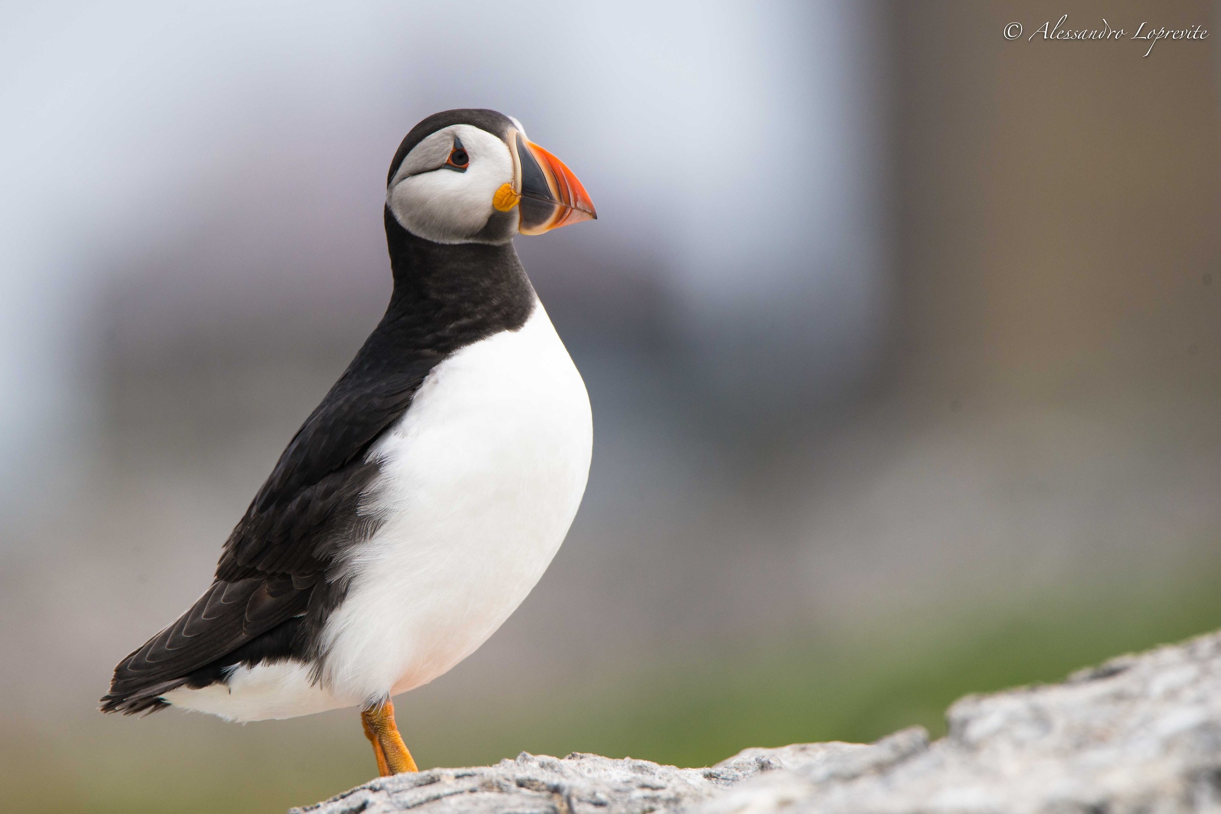 Profile of Puffin