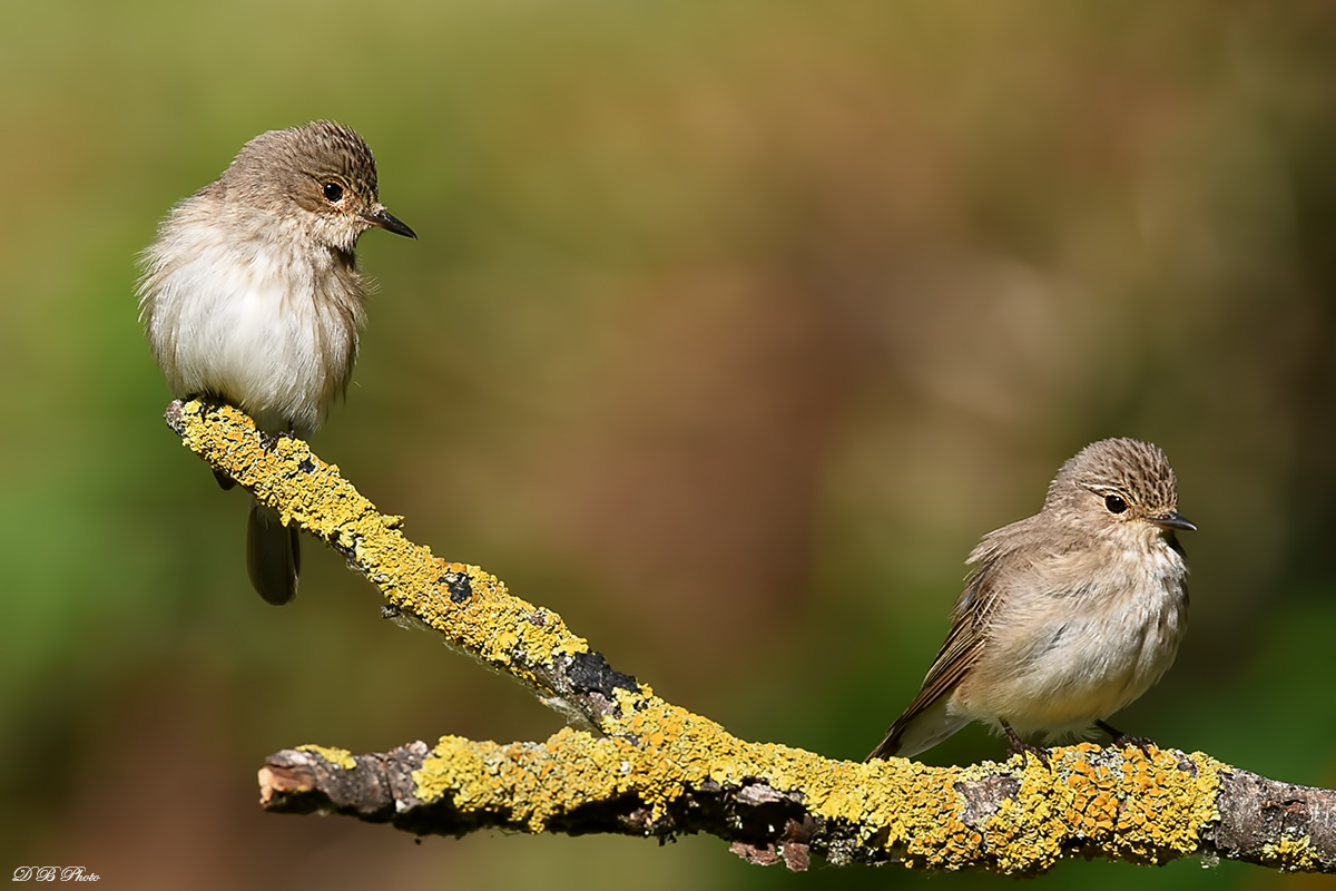 Pair of flycatcher (Muscicapa striata)