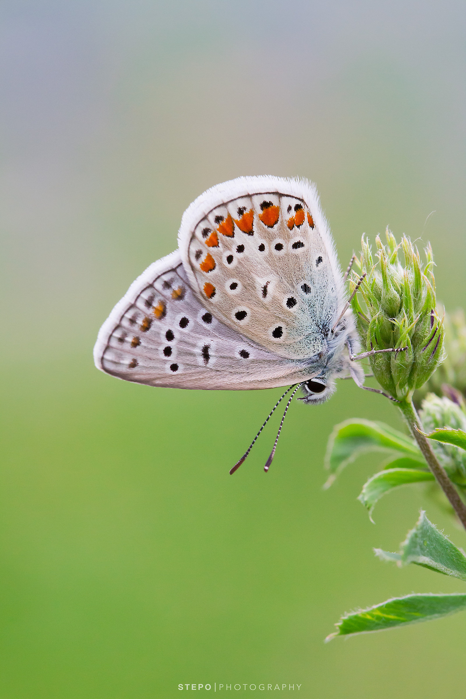 Polyommatus Icarus