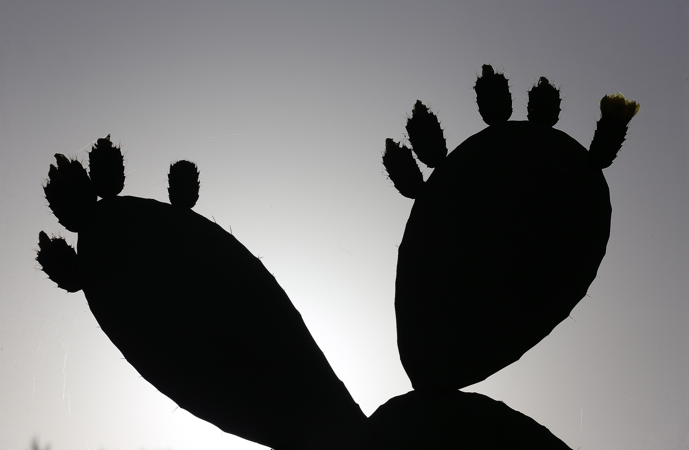 ficus indica with flowers