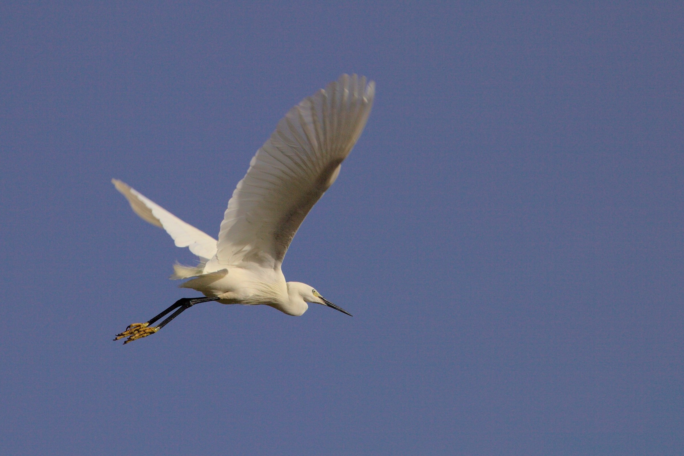 Egretta Garzetta