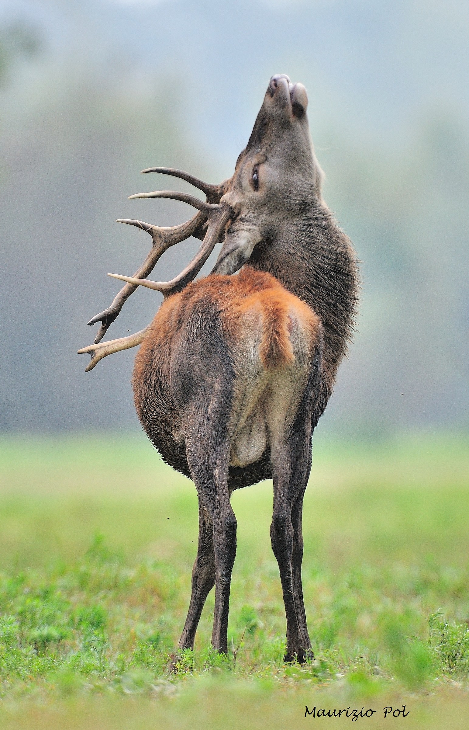 deer of the Mesola 2