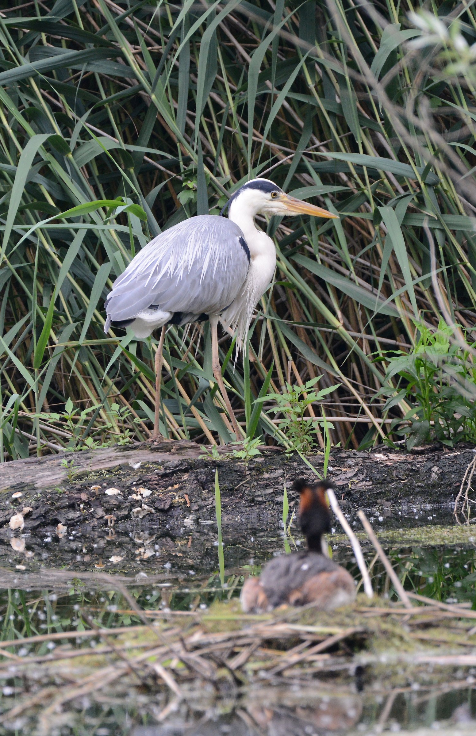 heron and grebe