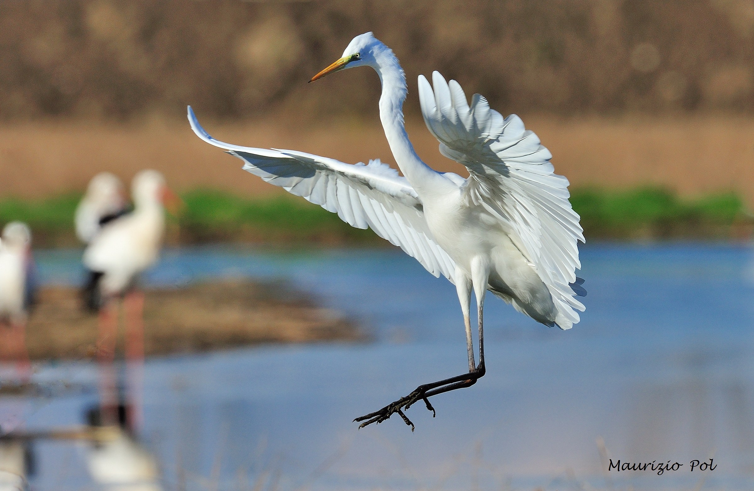 Egret landing