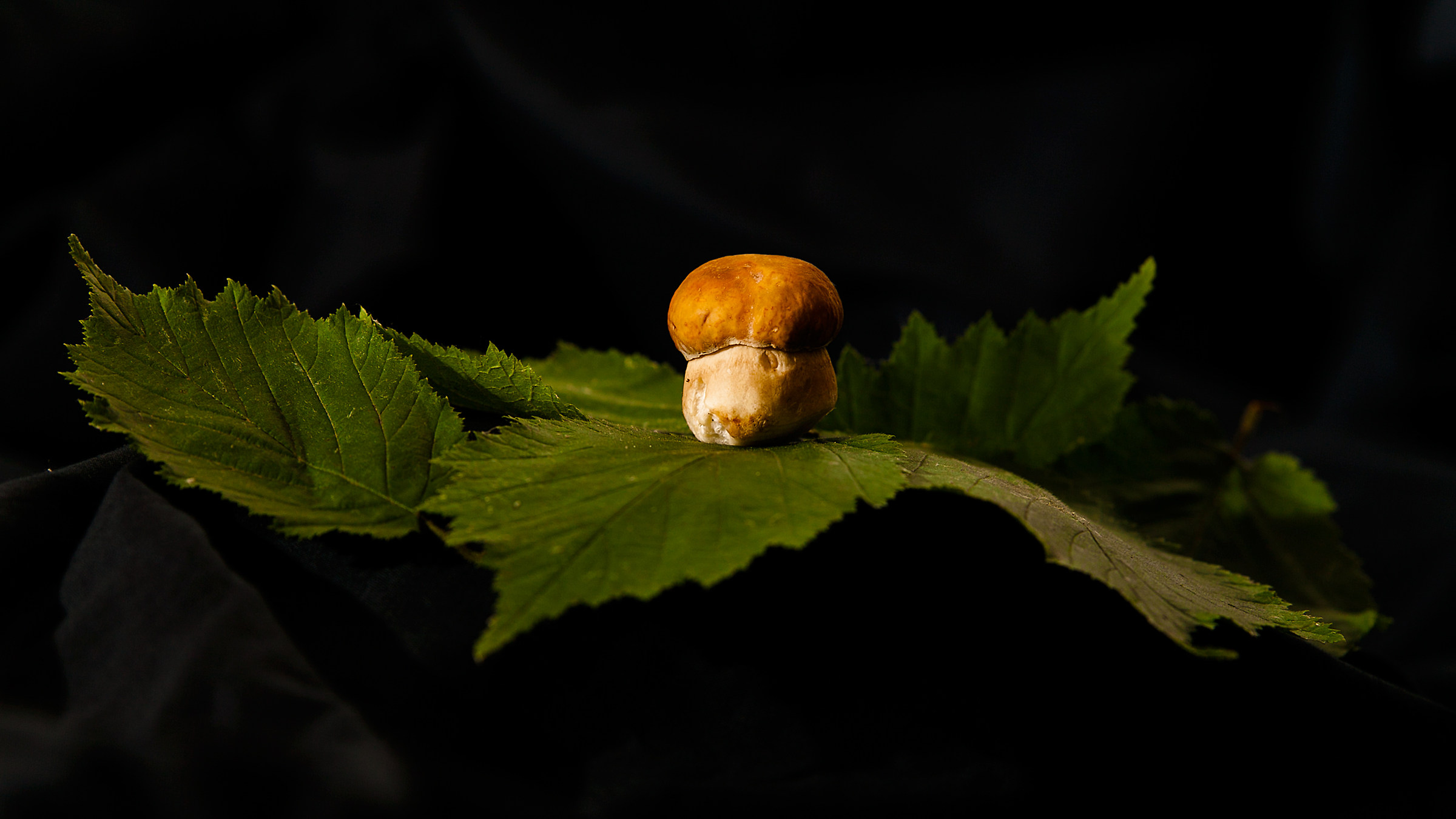 The little "KING" mushroom