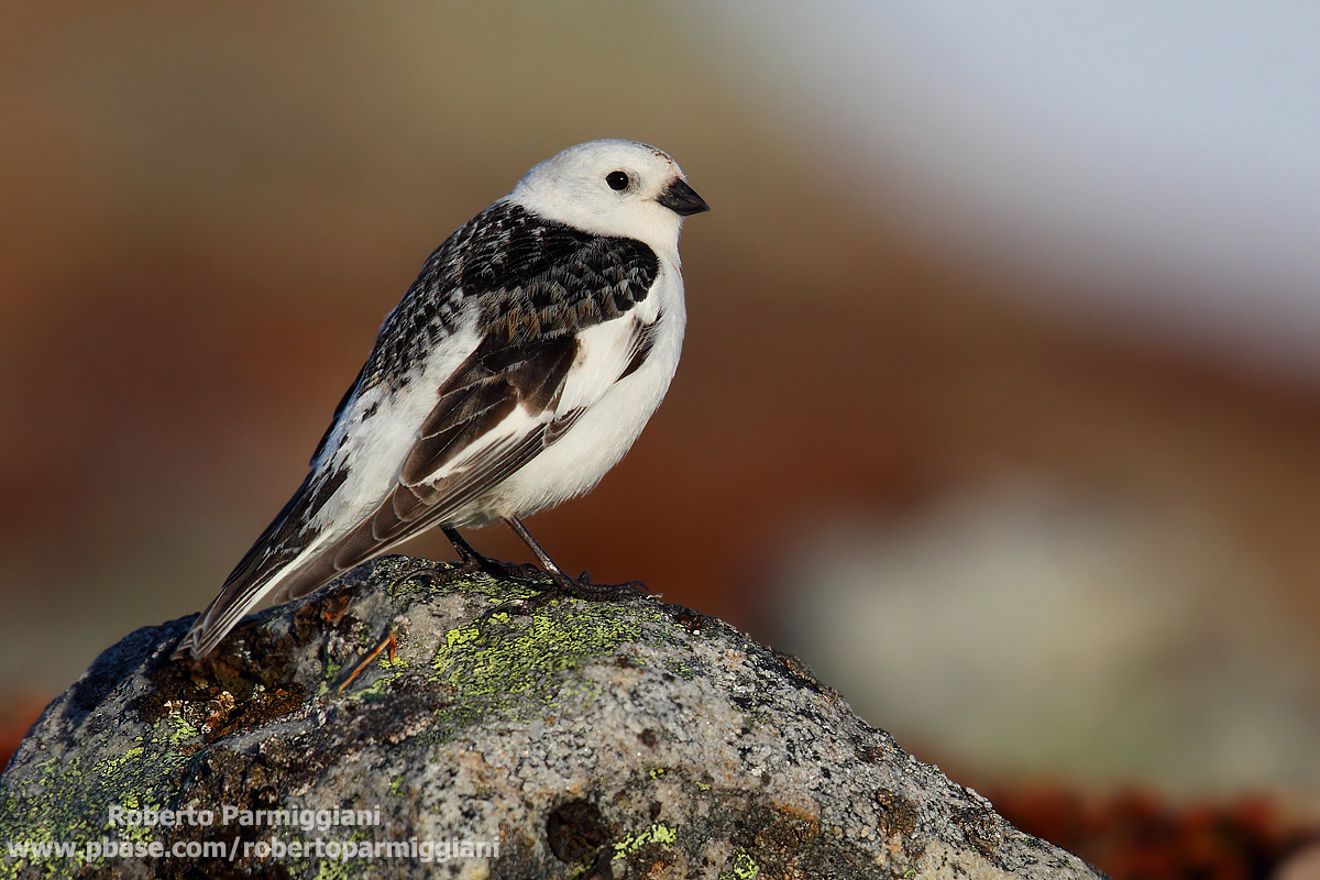 Zigolo delle nevi (abito estivo)