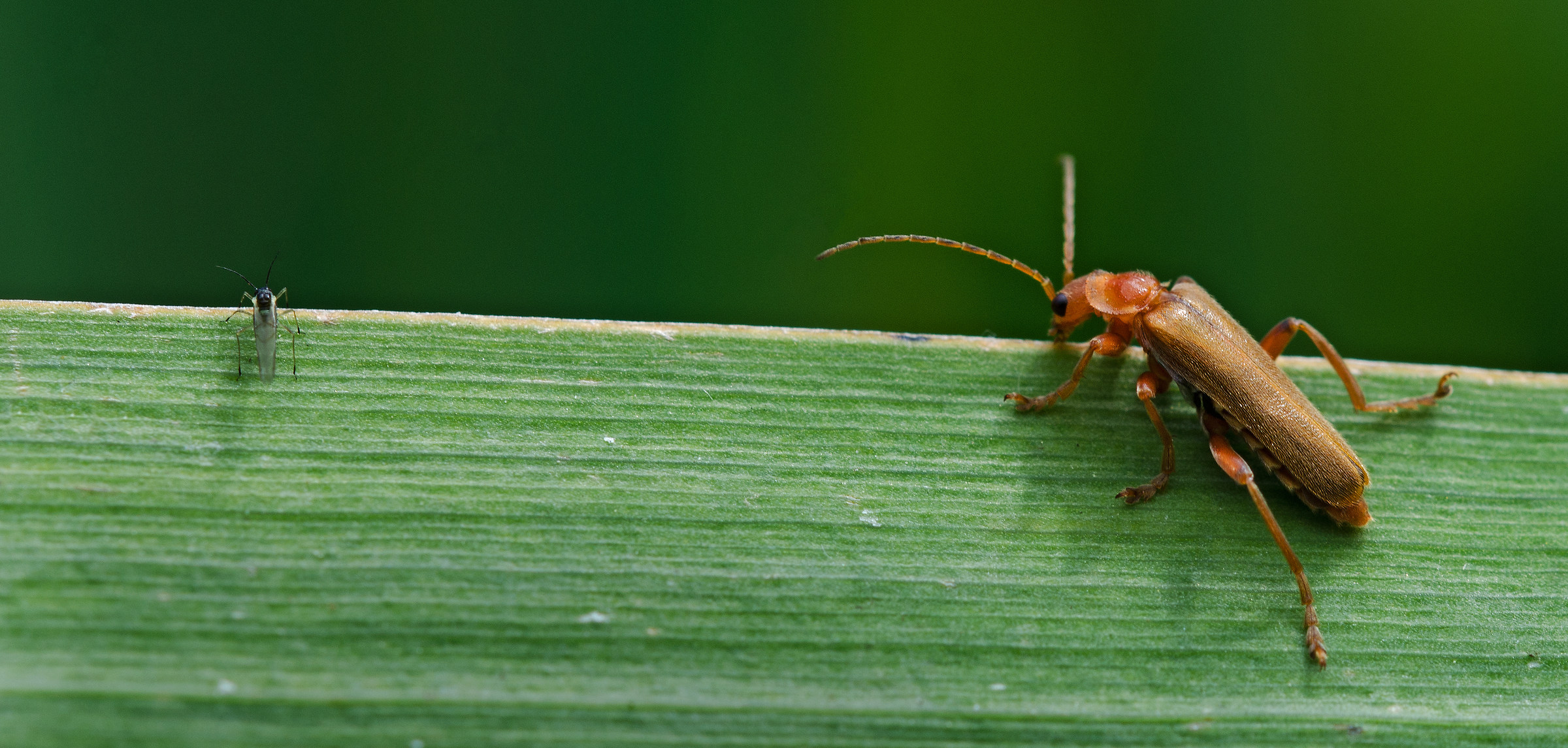 'Sei mangiato qui spesso?'
