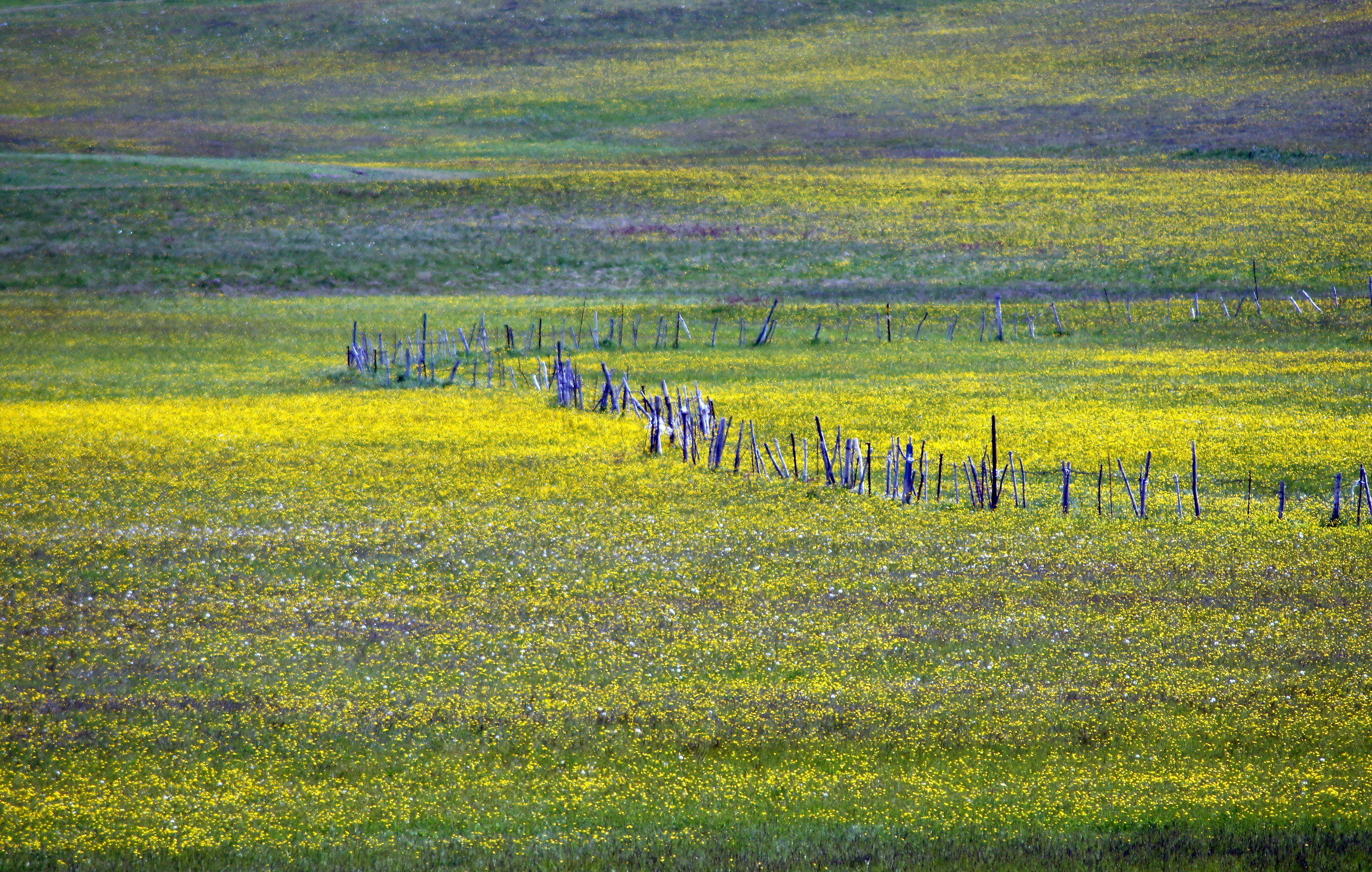 almost a sea of ??grass ...