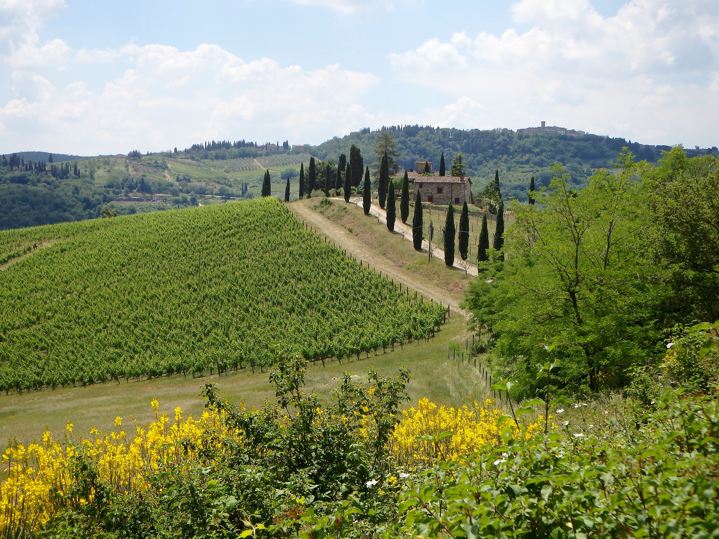 Tuscan Landscape in June