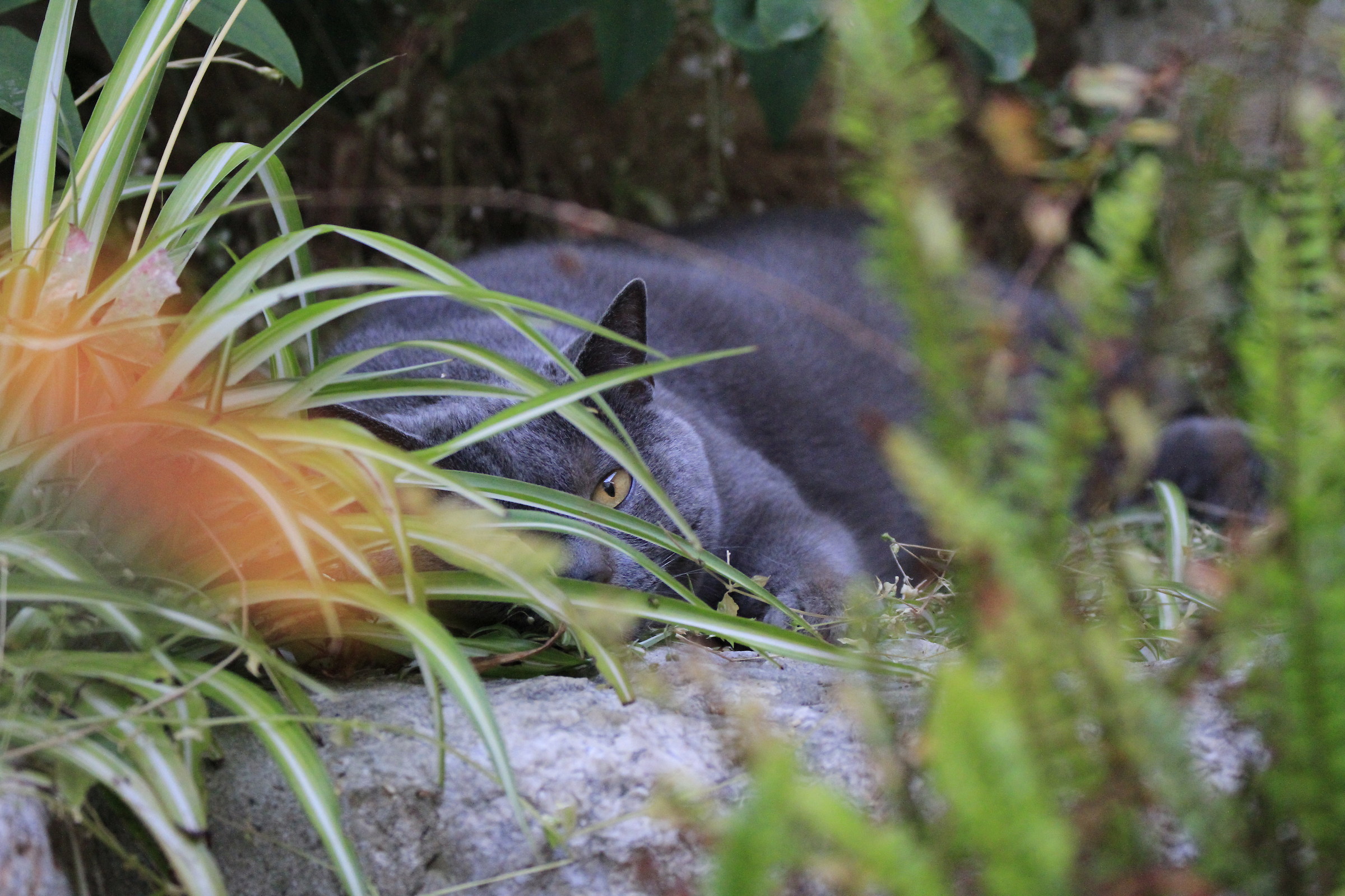 Il corso di occultamento sta dando i suoi frutti...