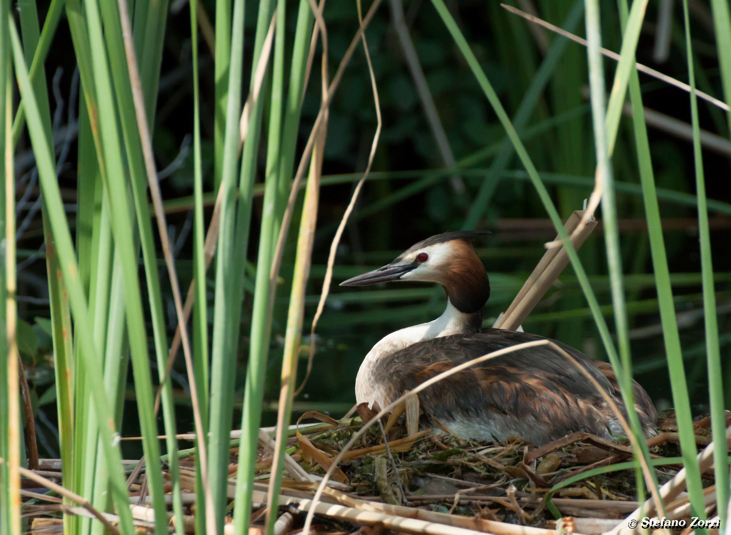 grebe on nest