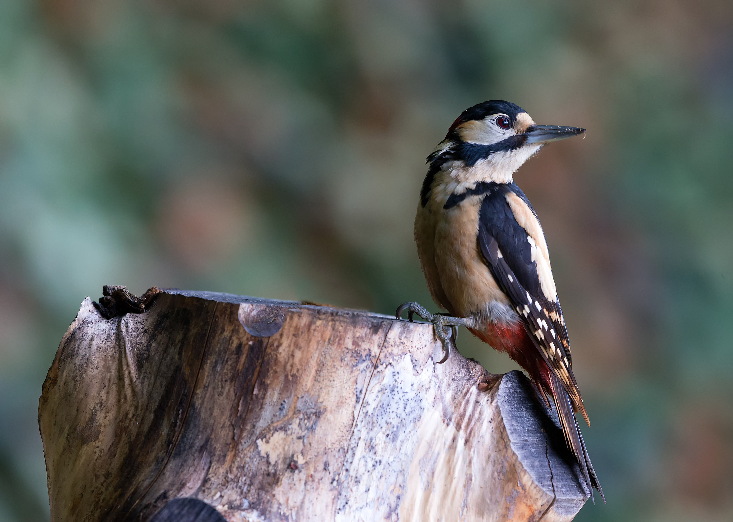 Woodpecker