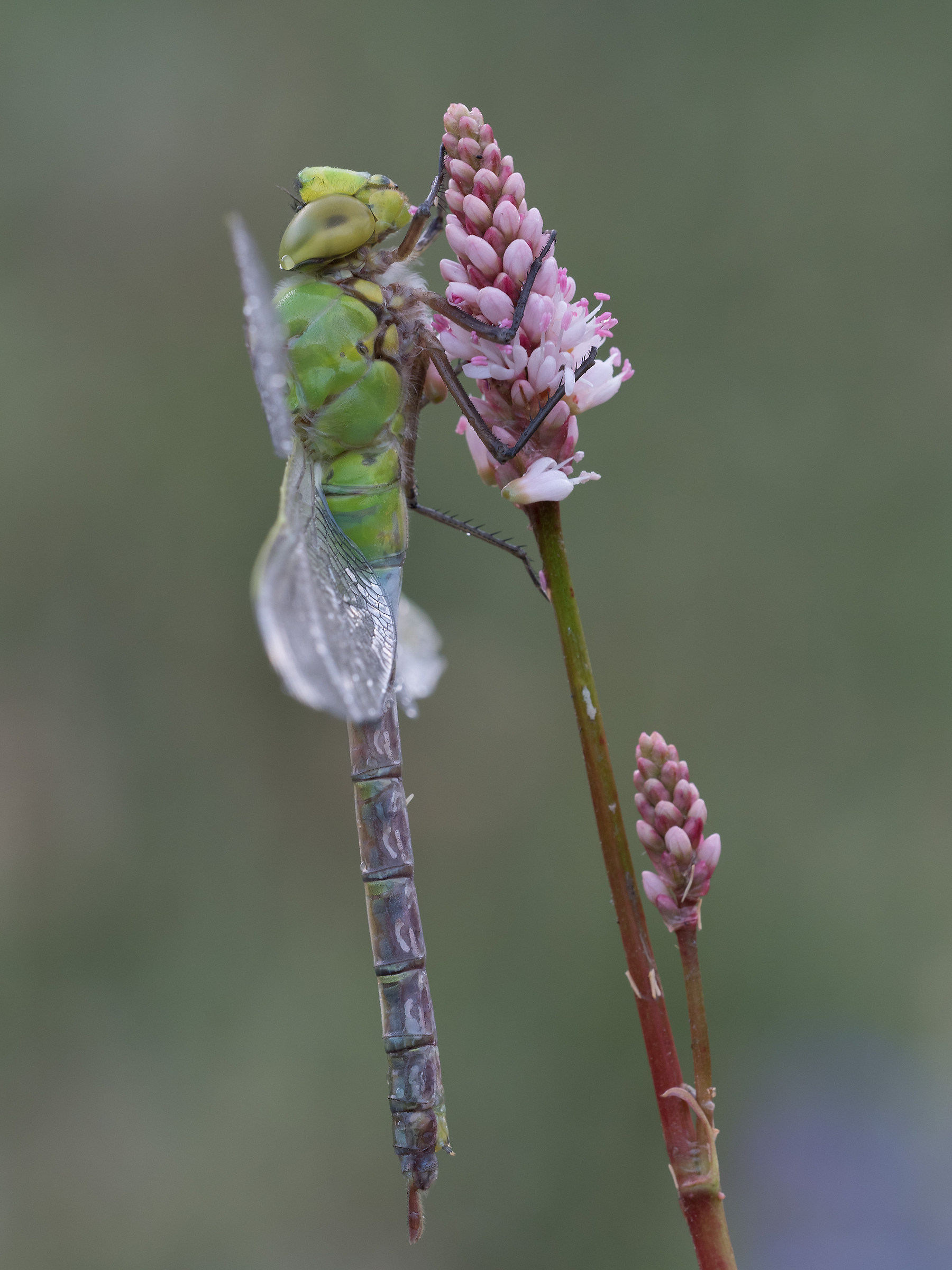 Anax imperator