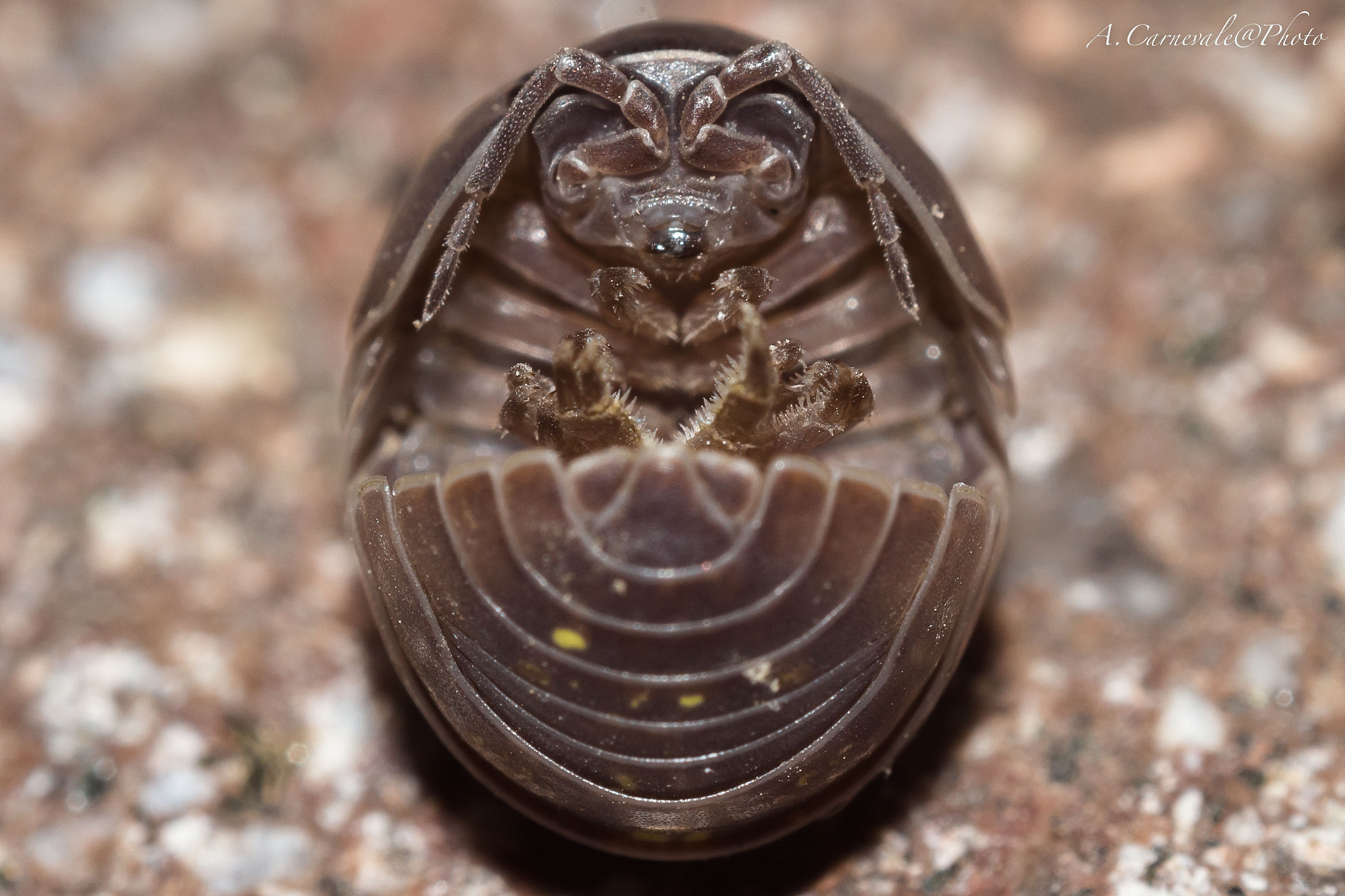 Lord Fenner (Armadillidium Vulgare)