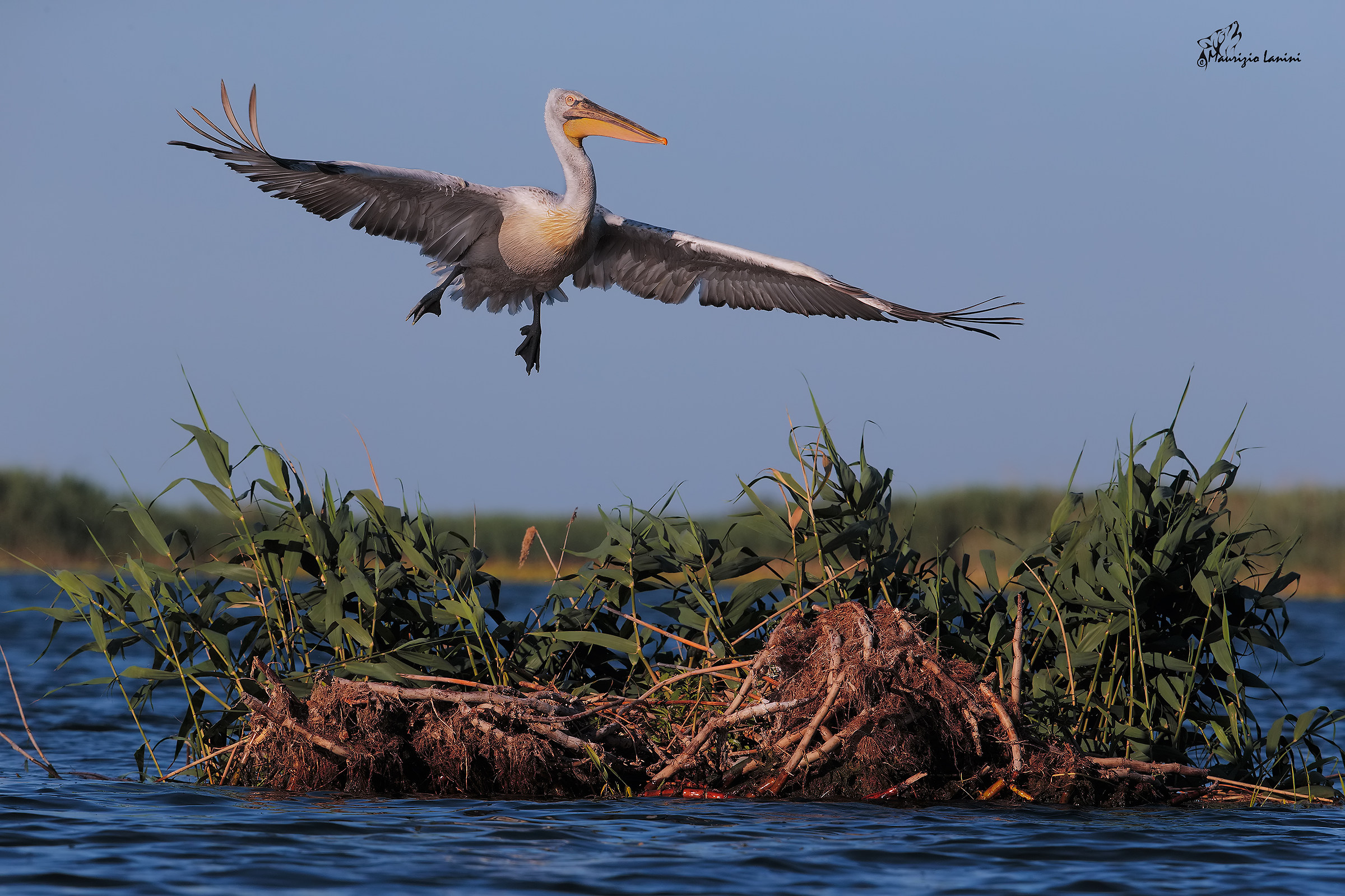 Spicco il volo ! ( solo HD)