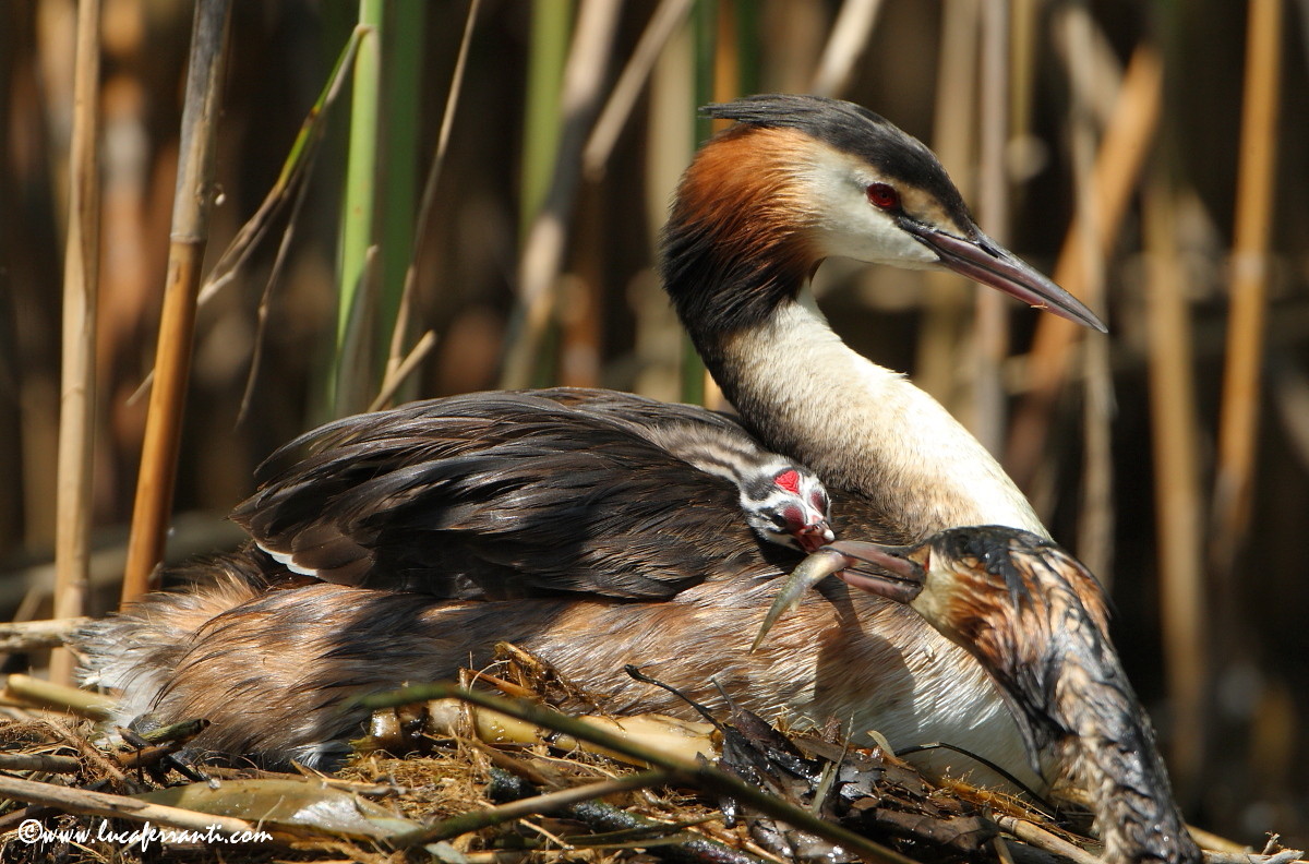 Privilegi di gioventù......