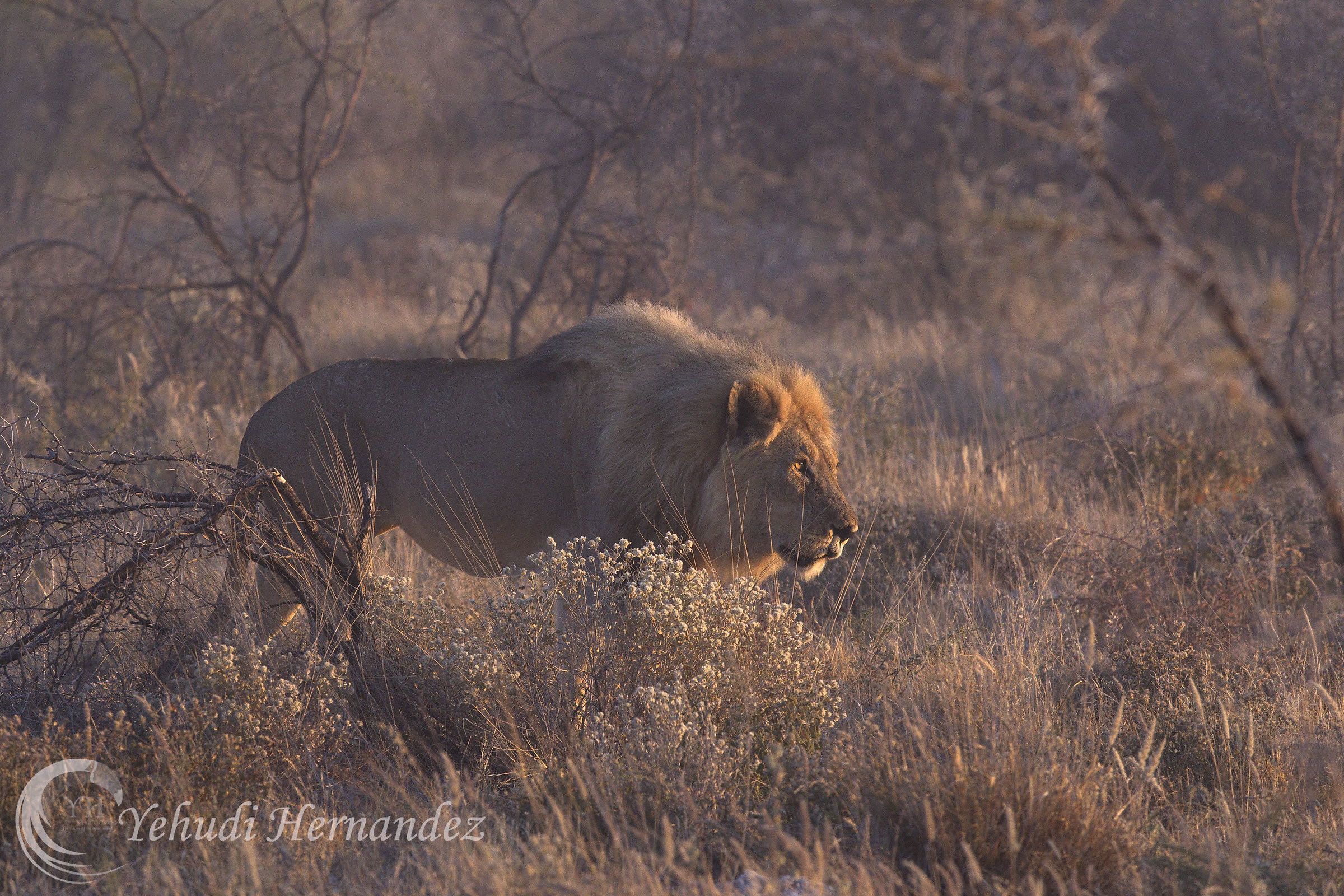 Luce del mattino sul re