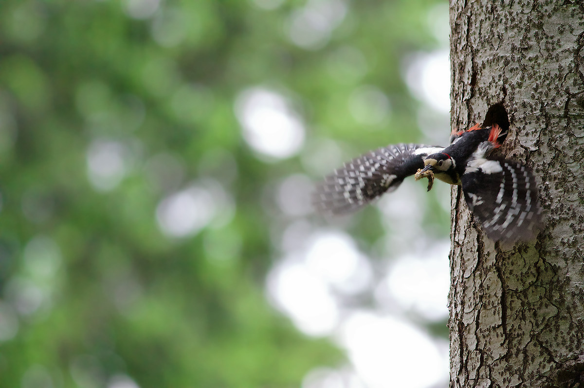 Picchio rosso maggiore