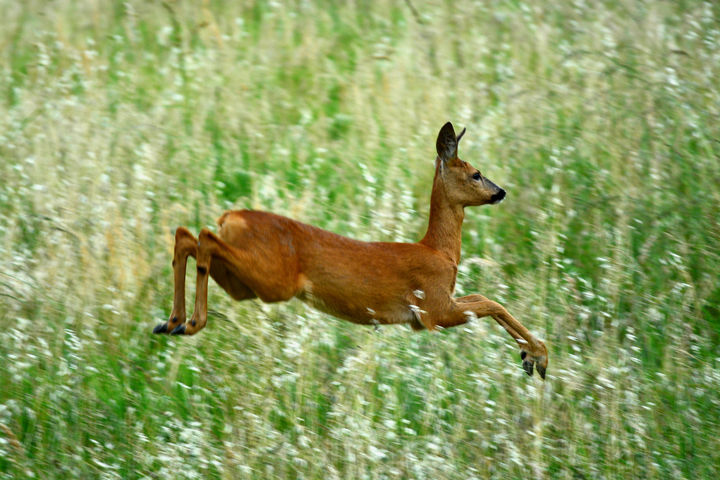 A deer in the meadows of the house ..