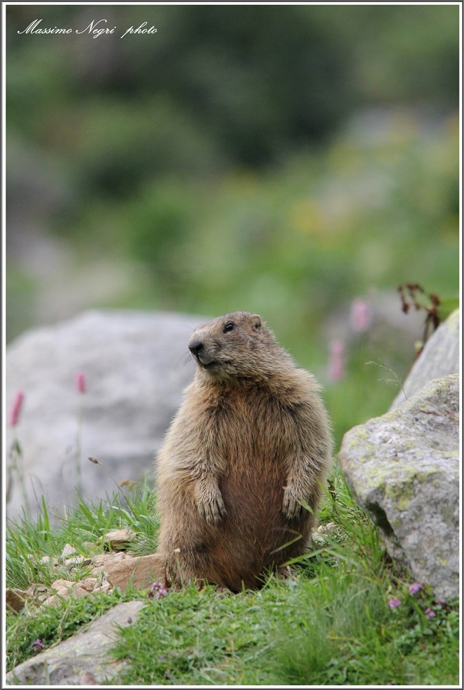 marmotta