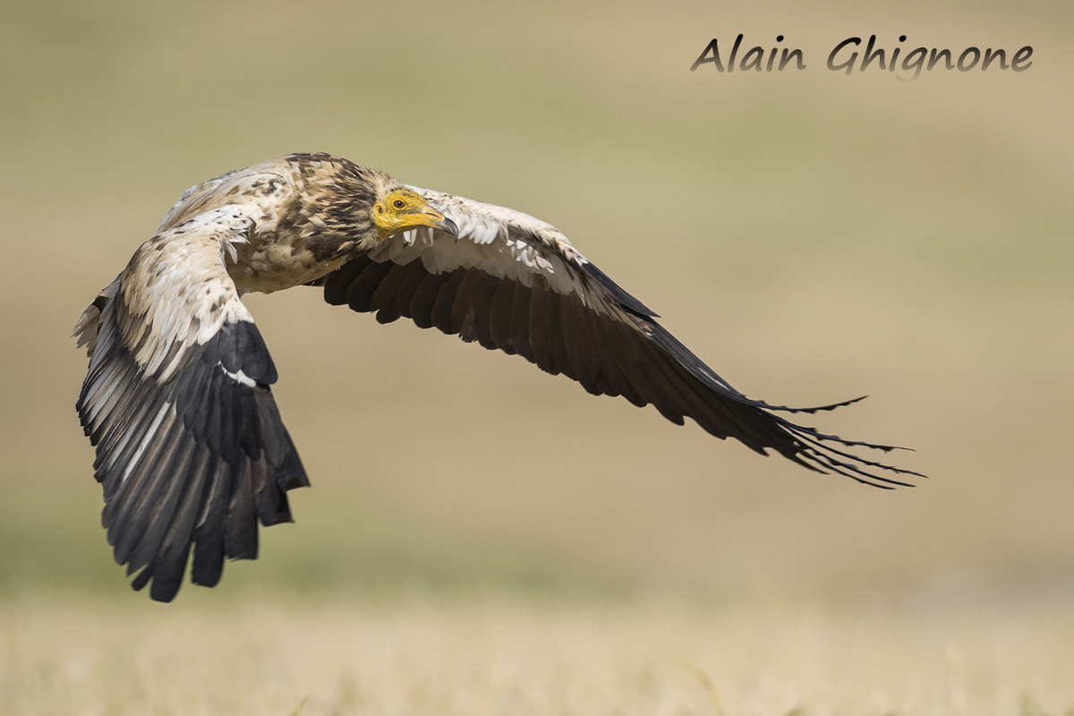 capovaccaio Neophron percnopterus