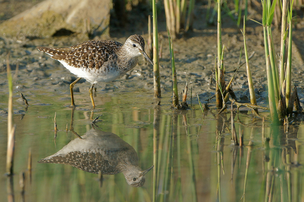 Wood Sandpiper