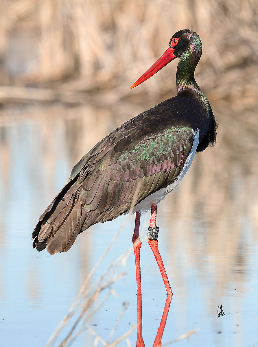 Black Stork