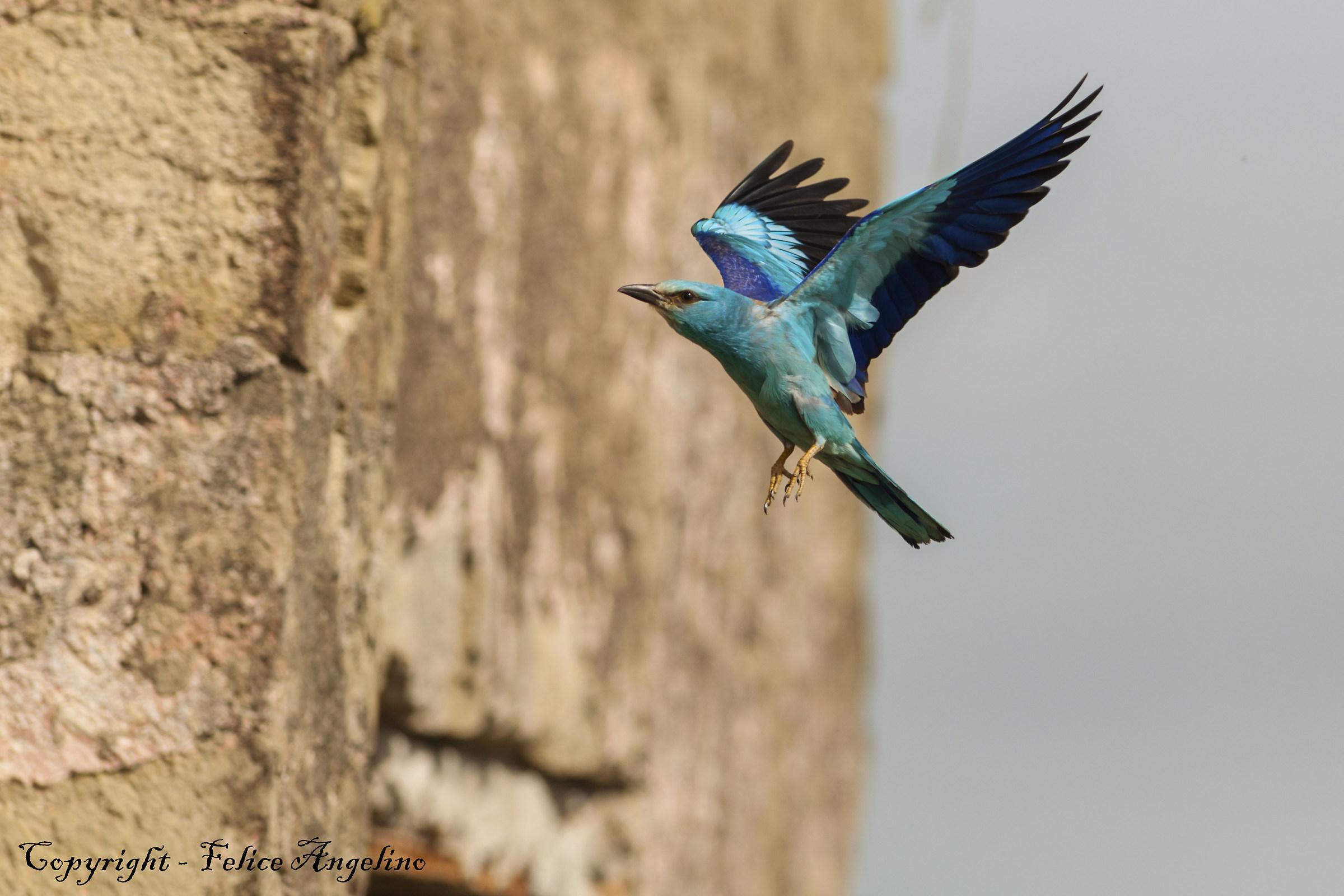 European roller