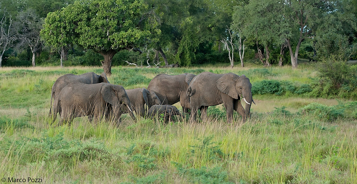 The family takes a stroll
